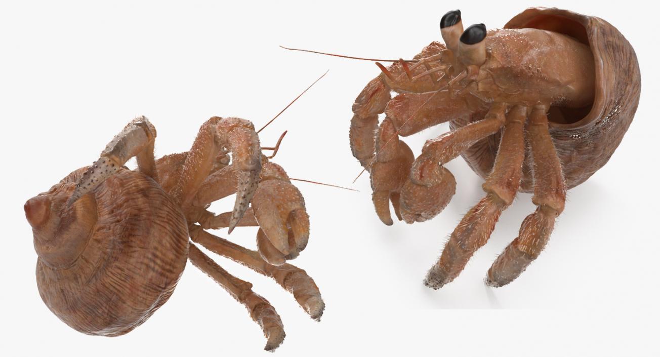 Hermit Crab Standing Pose with Fur 3D model