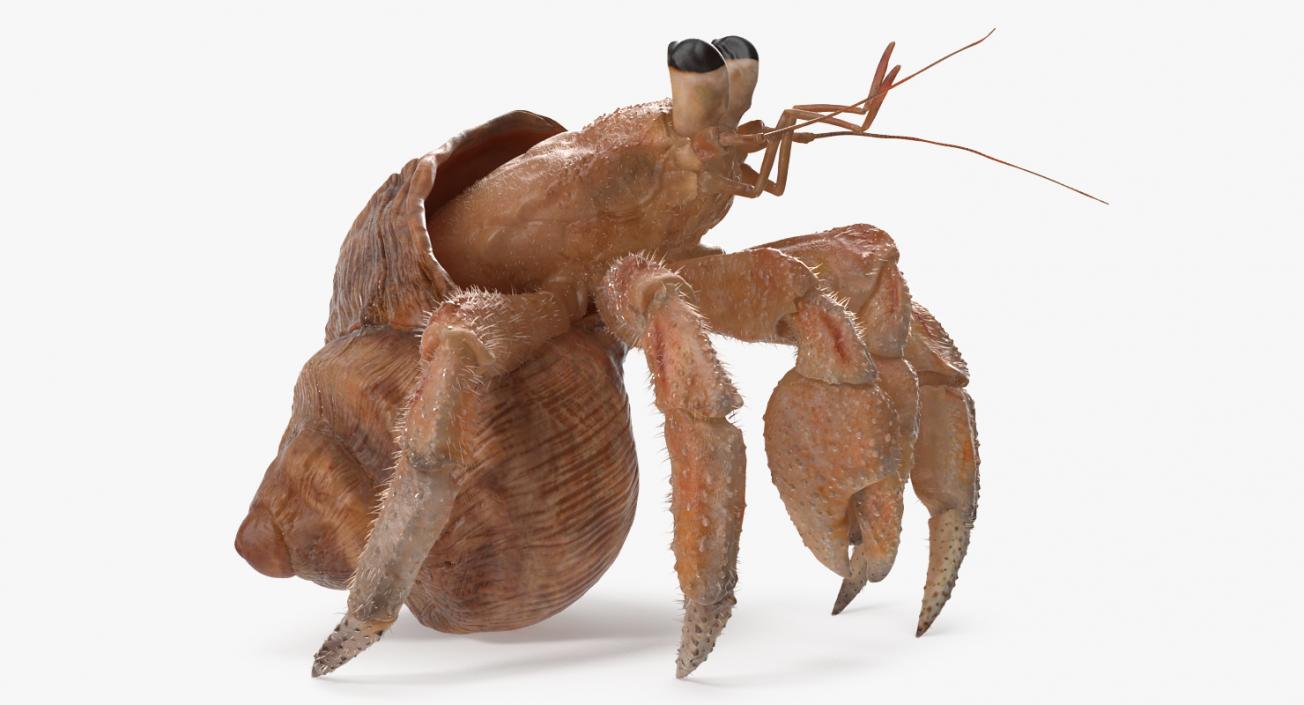 Hermit Crab Standing Pose with Fur 3D model