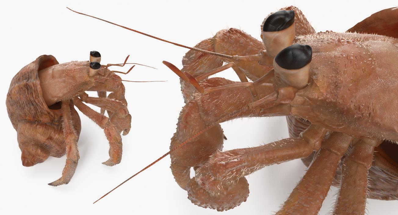 Hermit Crab Standing Pose with Fur 3D model