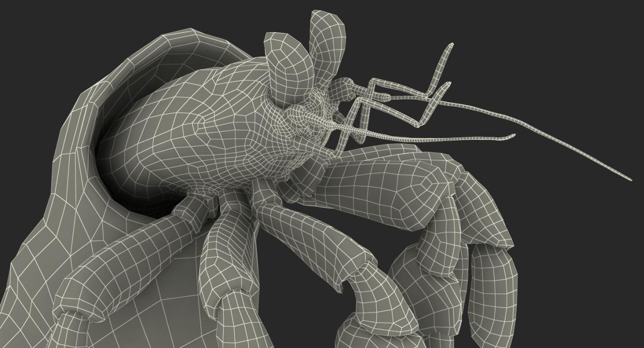 Hermit Crab Standing Pose with Fur 3D model