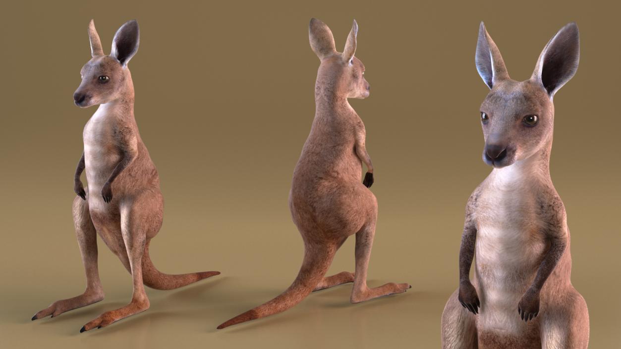 3D model Baby Kangaroo in Standing Pose