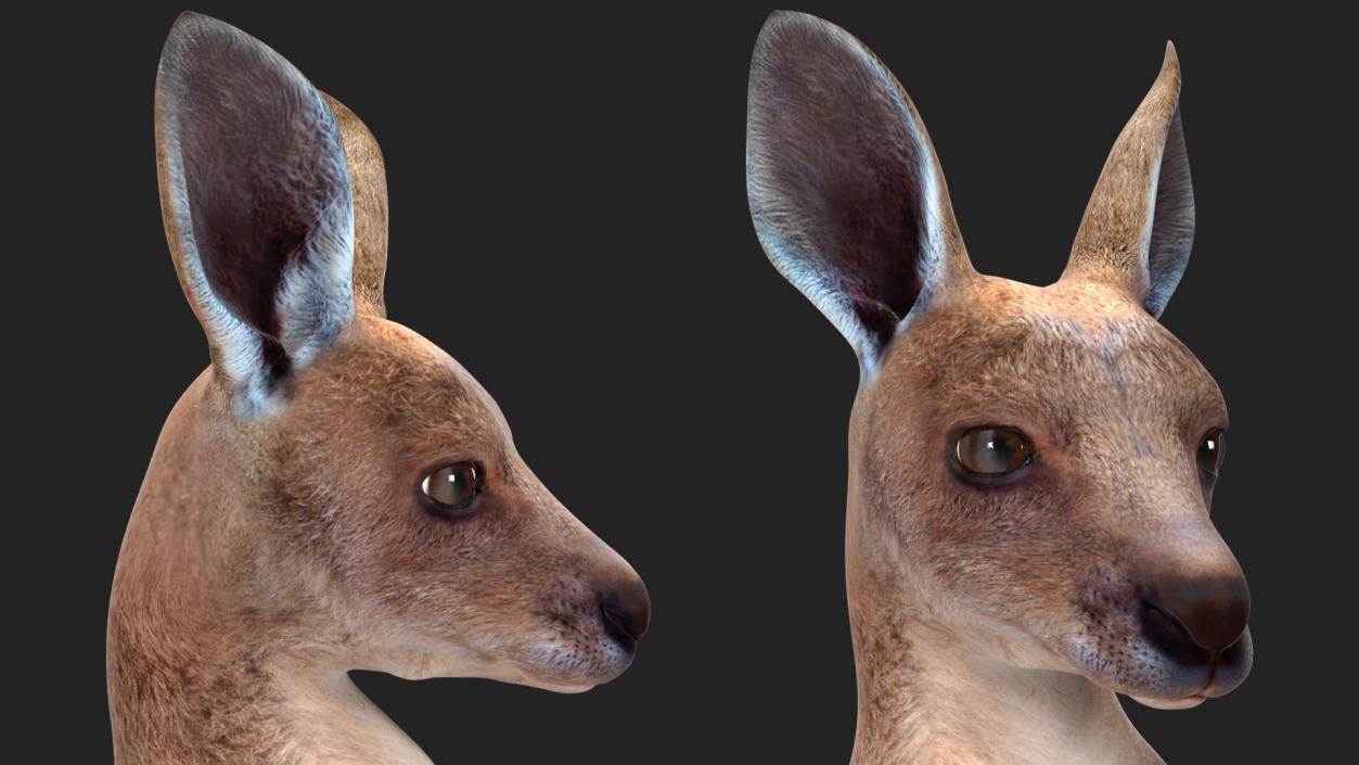 3D model Baby Kangaroo in Standing Pose