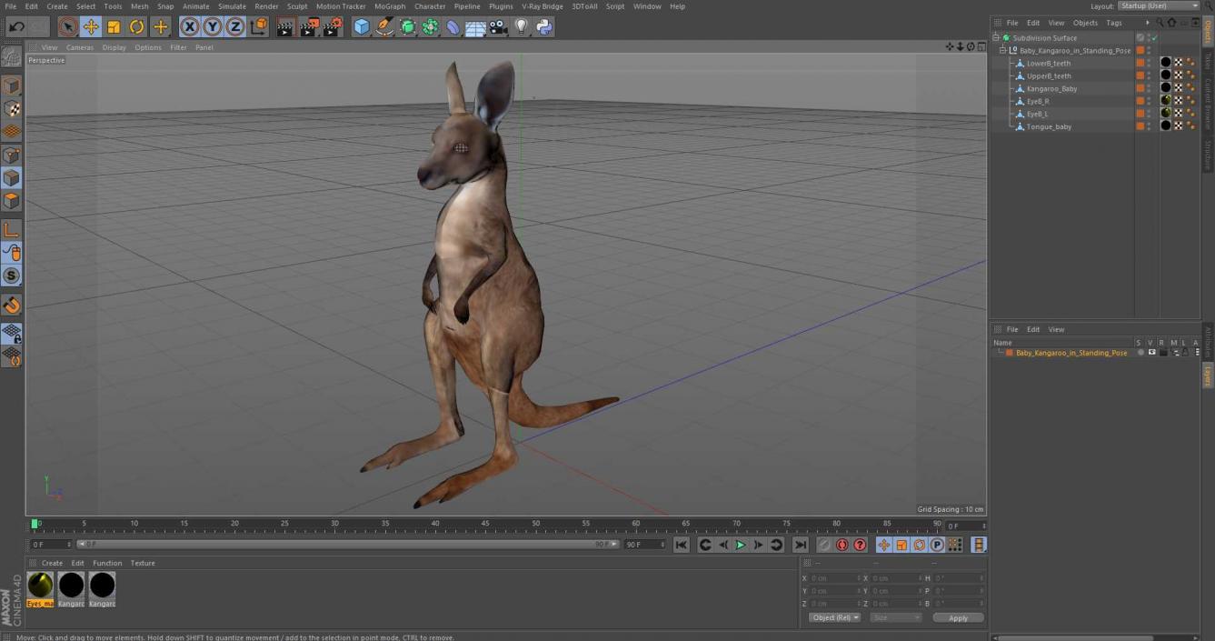 3D model Baby Kangaroo in Standing Pose