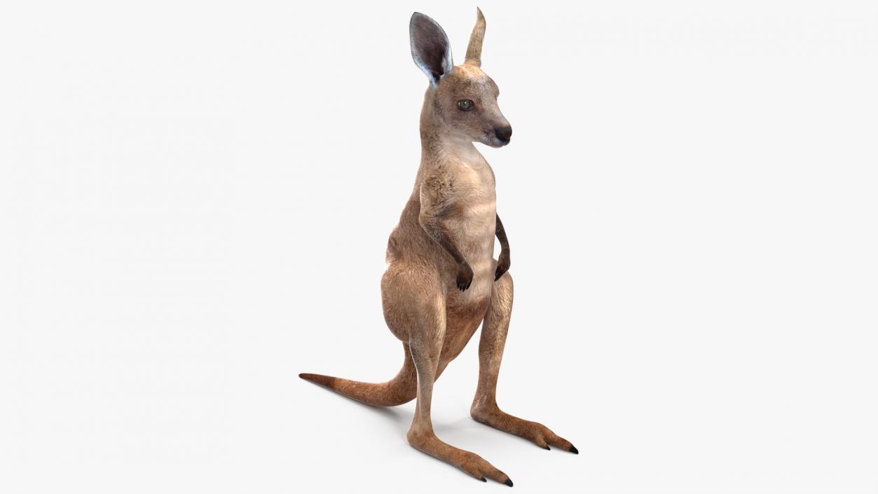 3D model Baby Kangaroo in Standing Pose