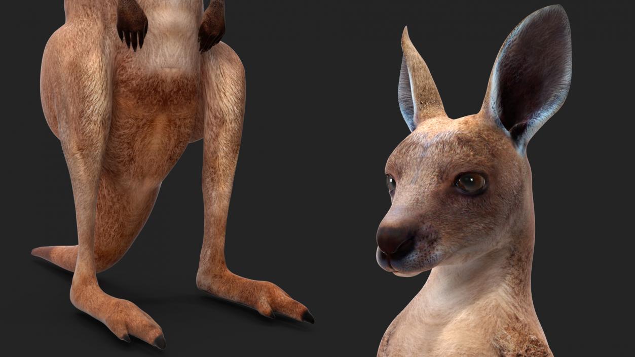 3D model Baby Kangaroo in Standing Pose