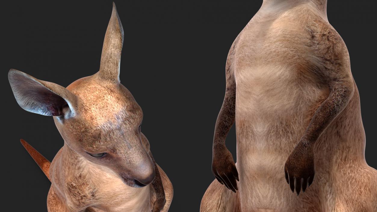 3D model Baby Kangaroo in Standing Pose