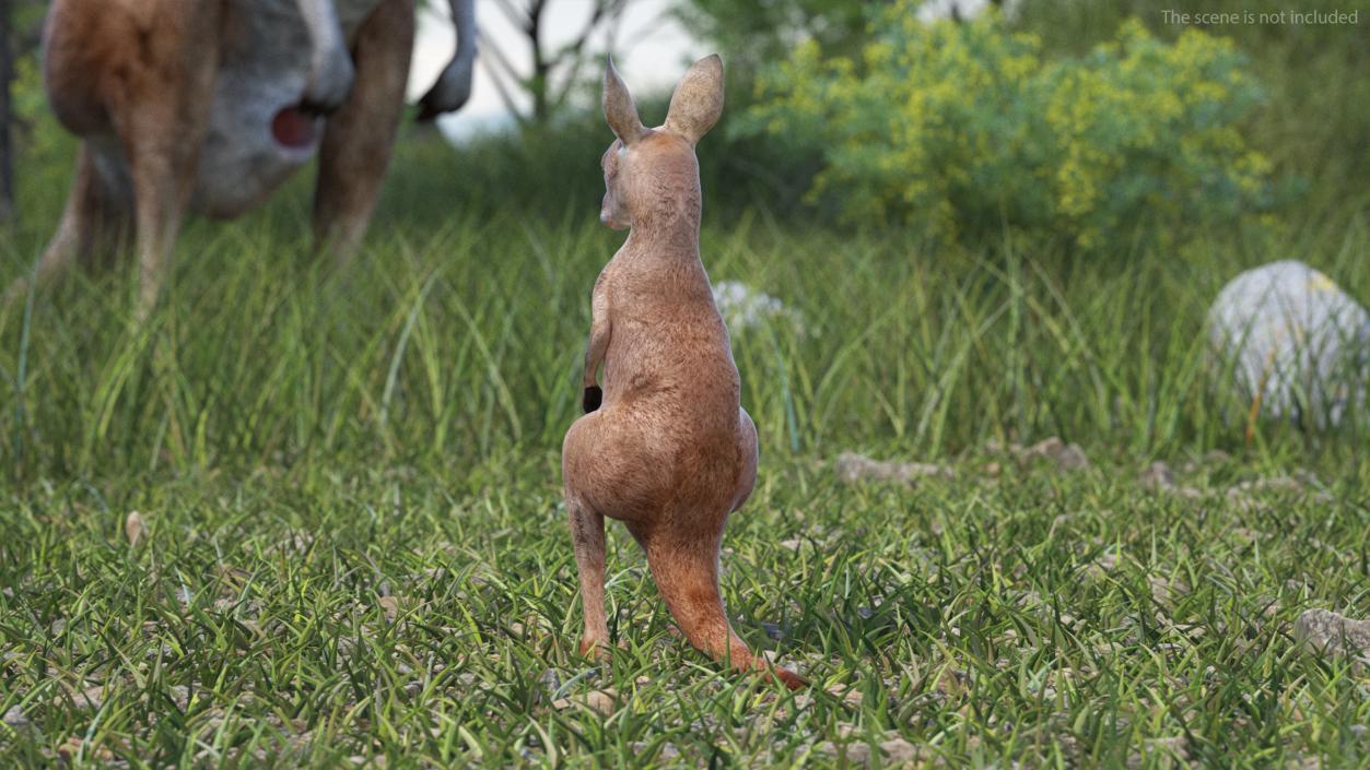 3D model Baby Kangaroo in Standing Pose