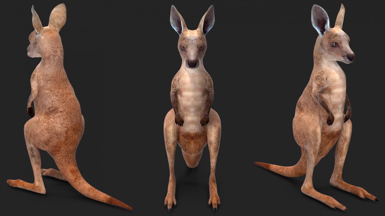 3D model Baby Kangaroo in Standing Pose