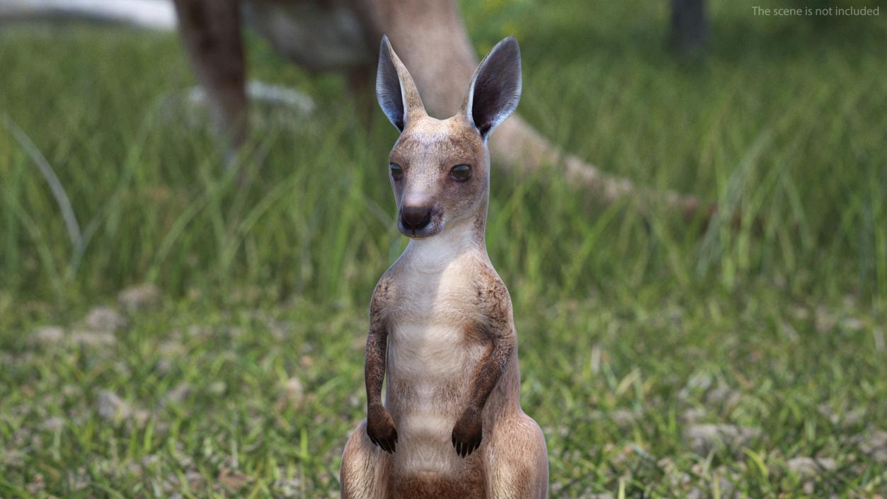 3D model Baby Kangaroo in Standing Pose