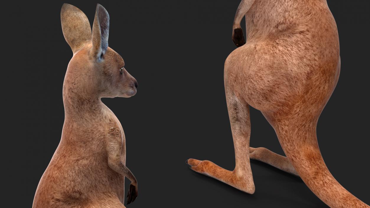 3D model Baby Kangaroo in Standing Pose