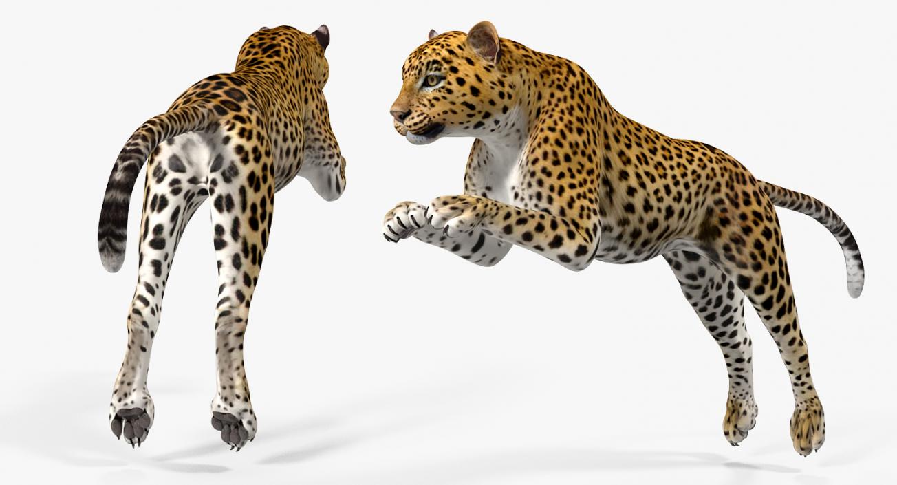 3D Panthera Pardus Jumping Pose model