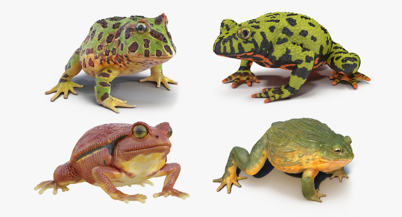 3D Frogs 3D Models Collection 3 model