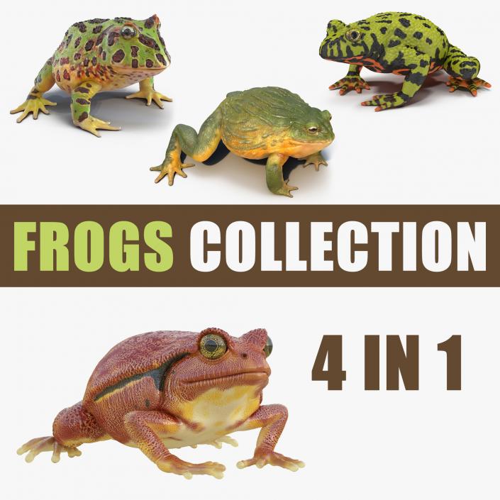 3D Frogs 3D Models Collection 3 model