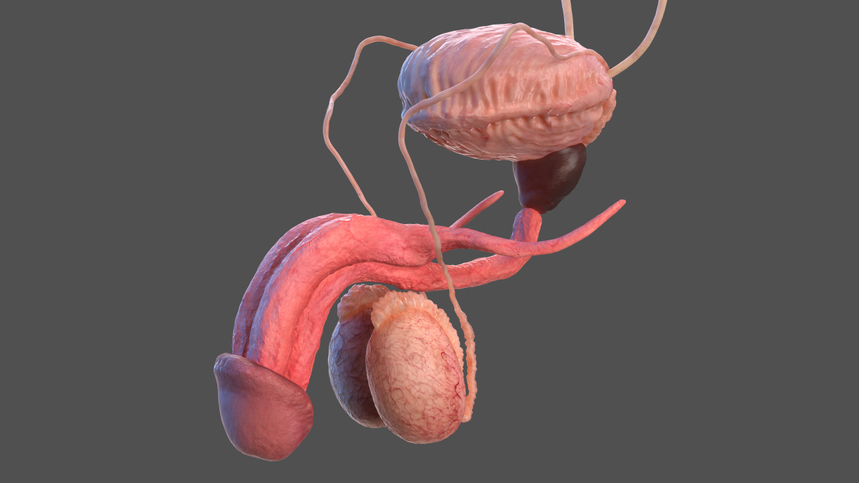 3D model Human Kidney and Adrenal Gland