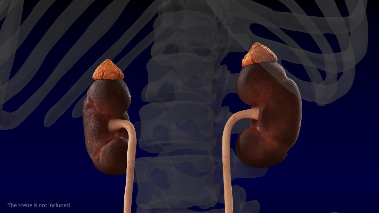 3D model Human Kidney and Adrenal Gland