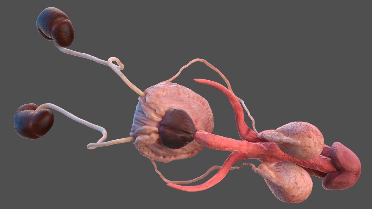 3D model Human Kidney and Adrenal Gland