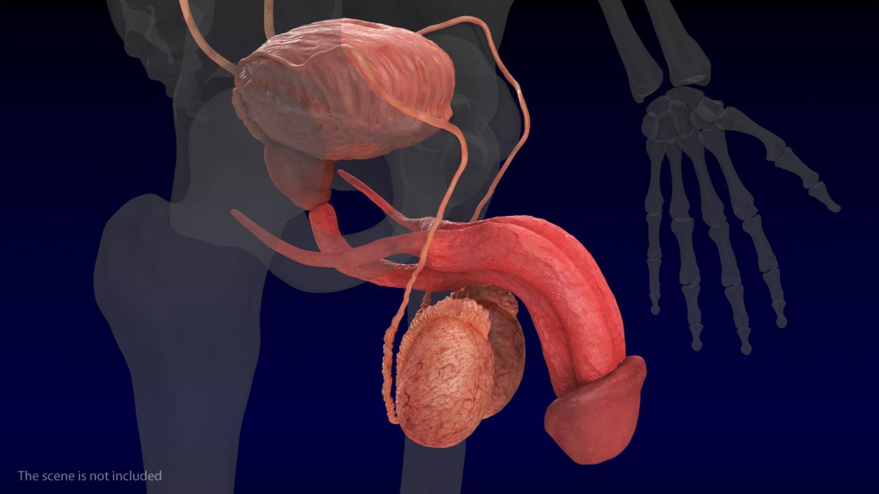 3D model Human Kidney and Adrenal Gland