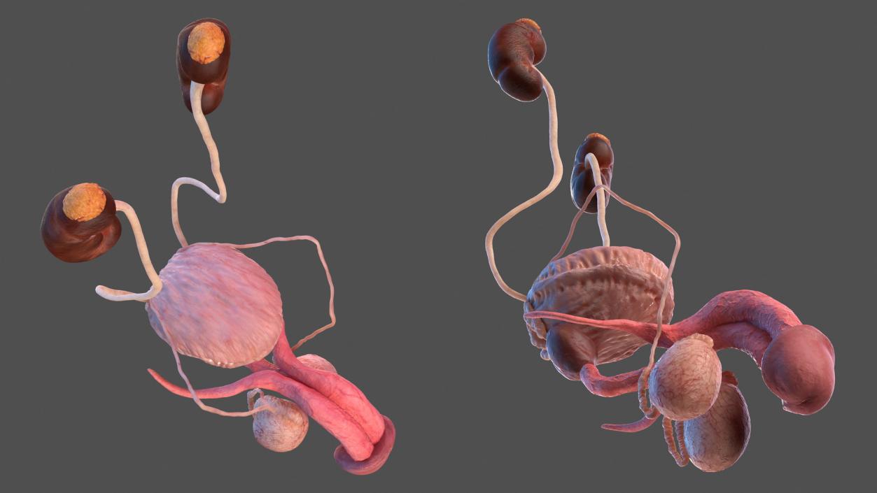 3D model Human Kidney and Adrenal Gland