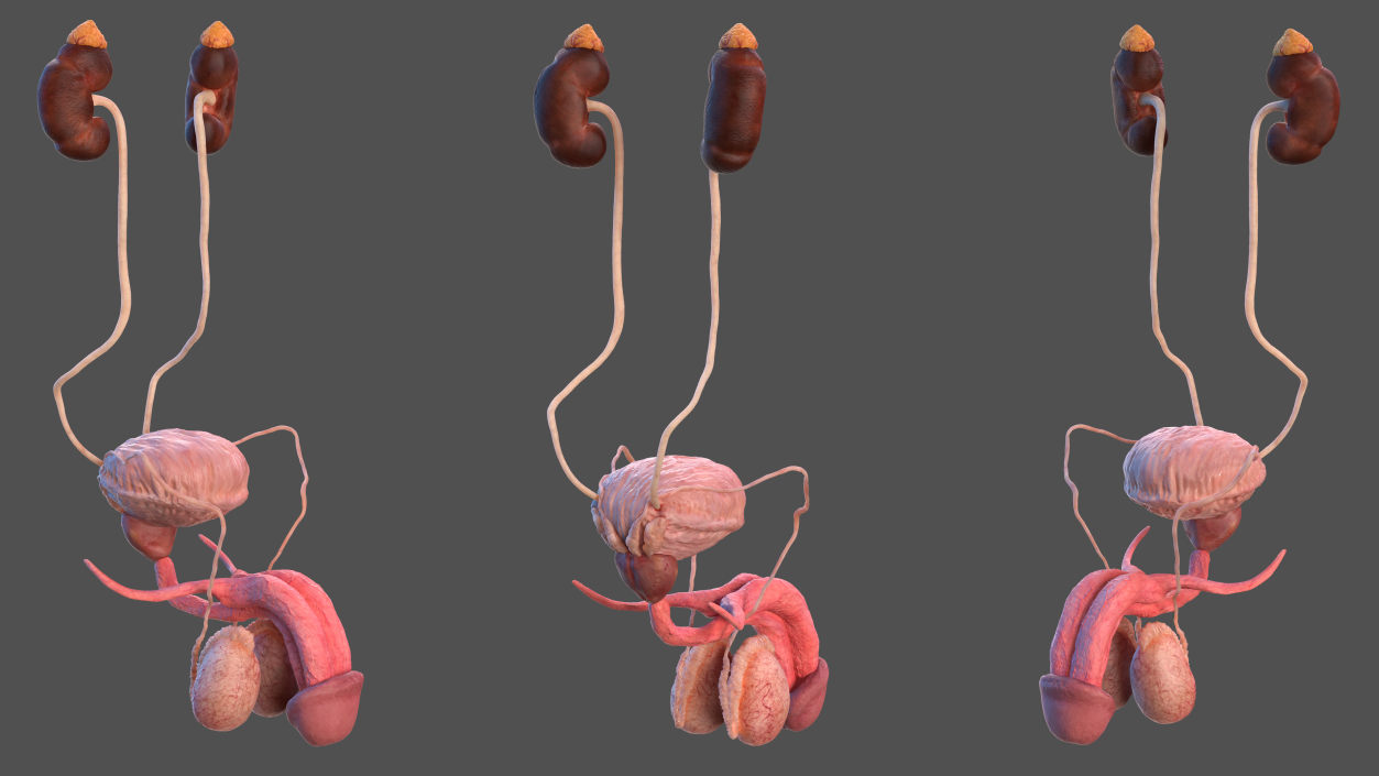 3D model Human Kidney and Adrenal Gland