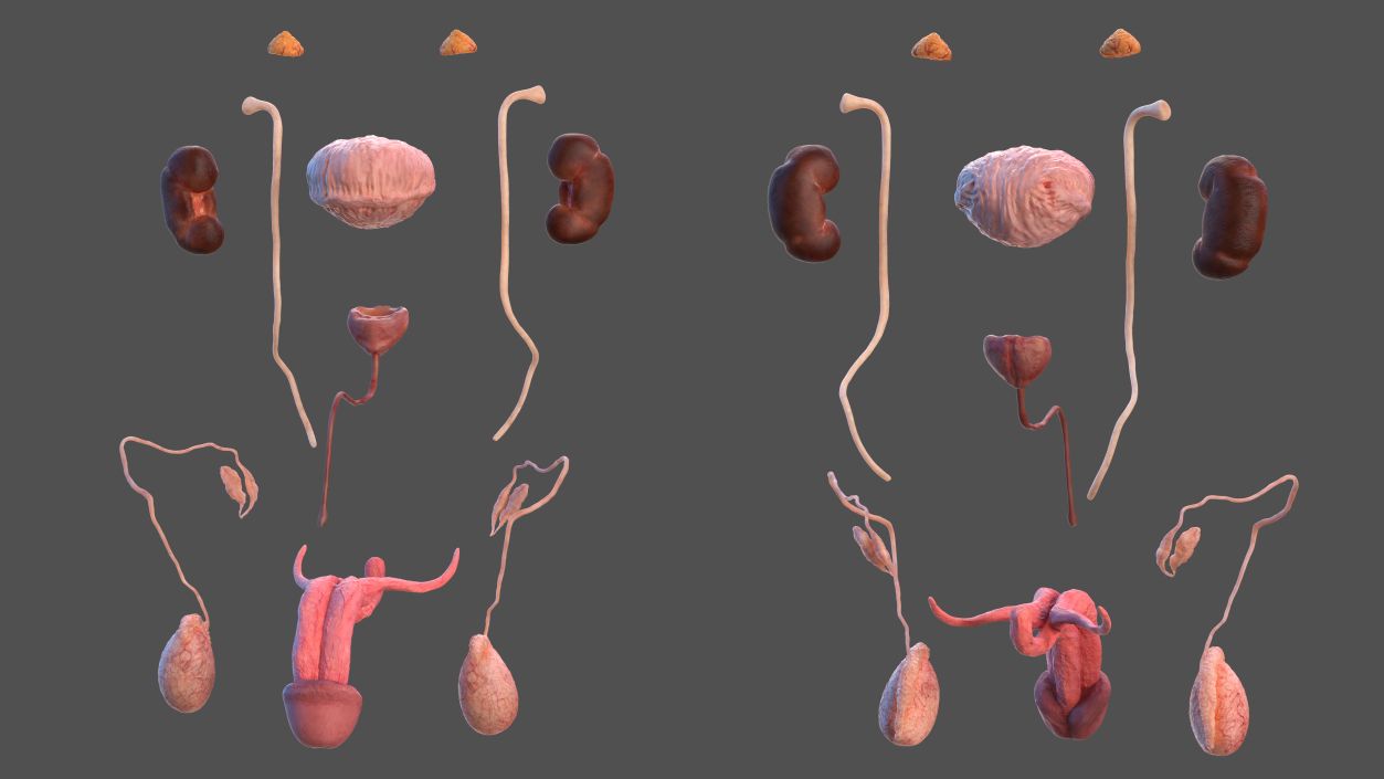 3D model Human Kidney and Adrenal Gland