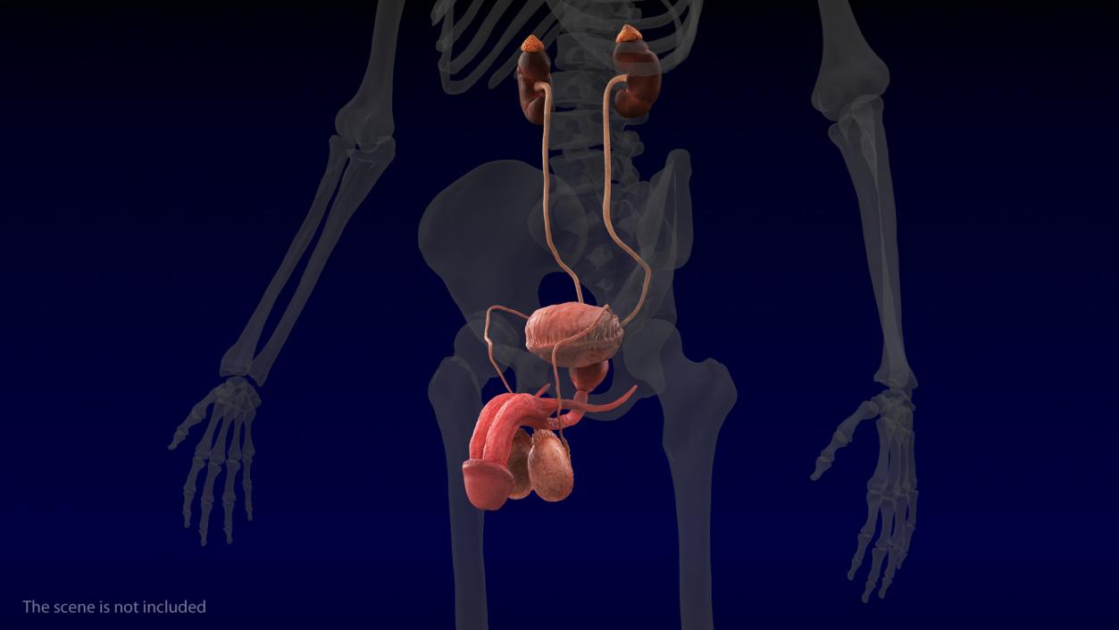 3D model Human Kidney and Adrenal Gland