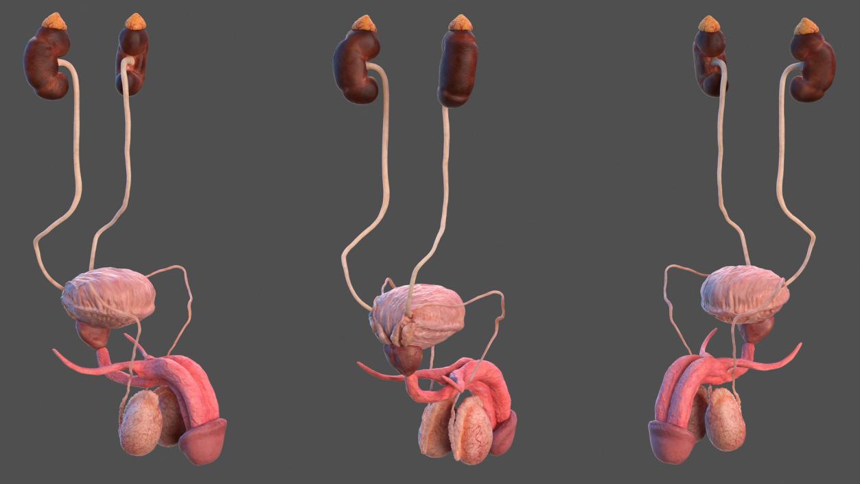 3D model Human Kidney and Adrenal Gland