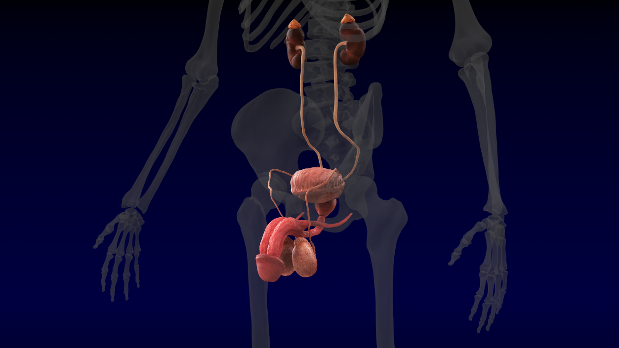 3D model Human Kidney and Adrenal Gland