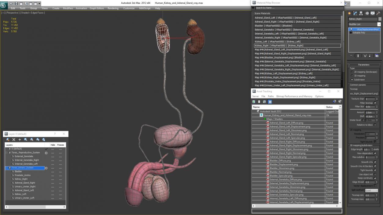 3D model Human Kidney and Adrenal Gland