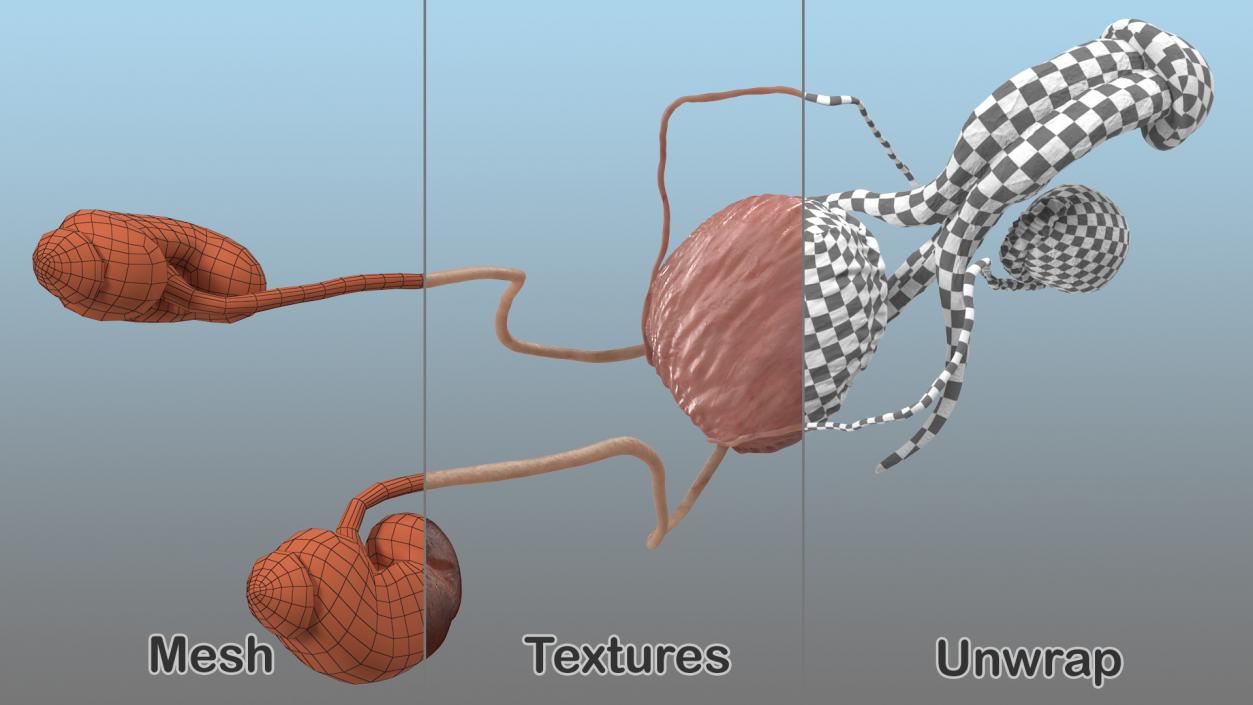 3D model Human Kidney and Adrenal Gland