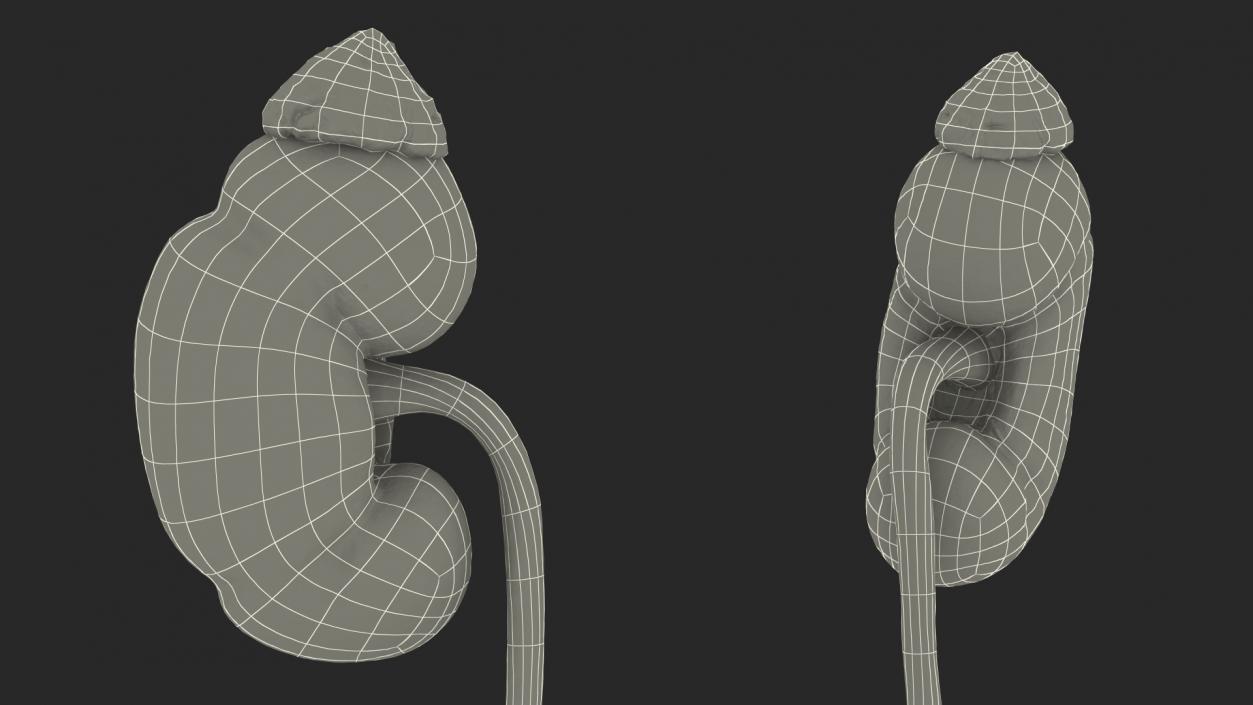 3D model Human Kidney and Adrenal Gland