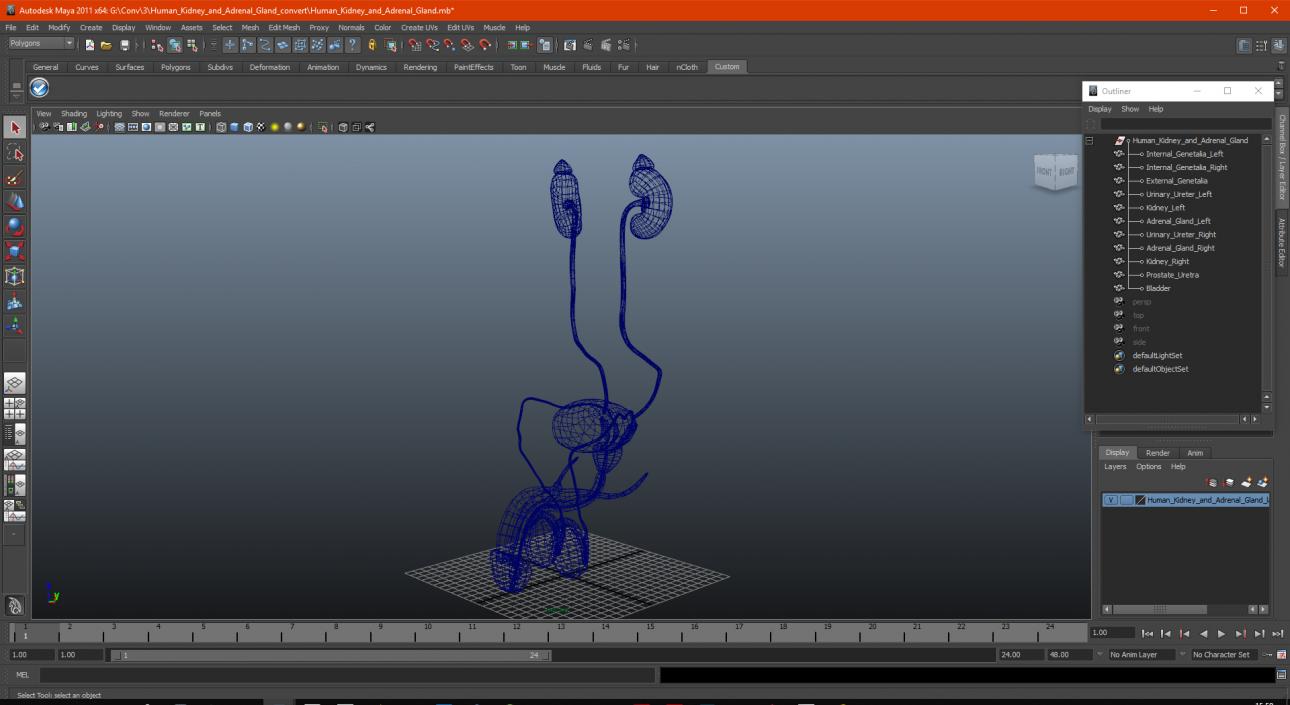 3D model Human Kidney and Adrenal Gland