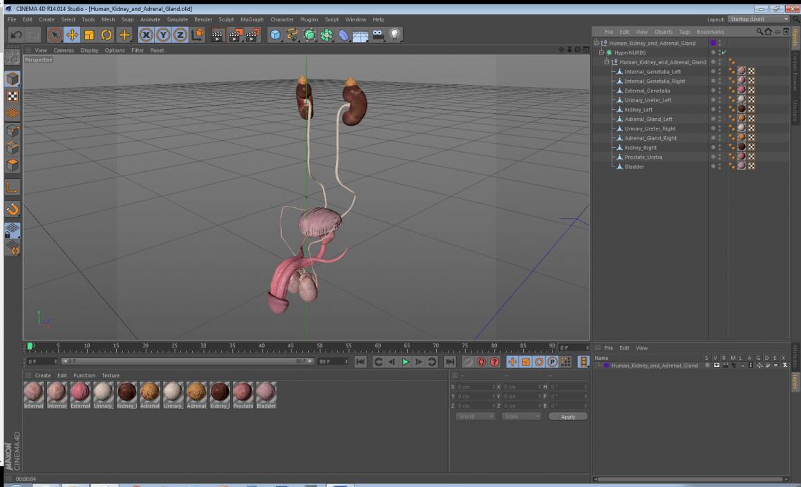3D model Human Kidney and Adrenal Gland