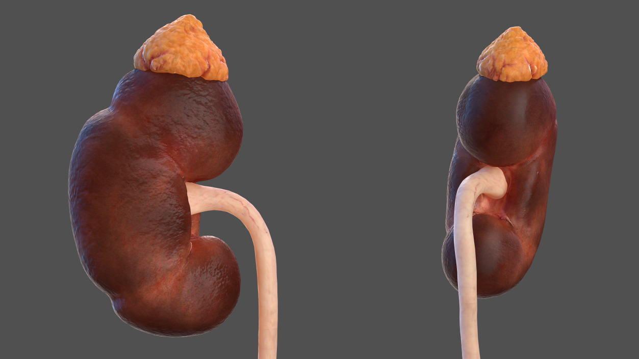 3D model Human Kidney and Adrenal Gland