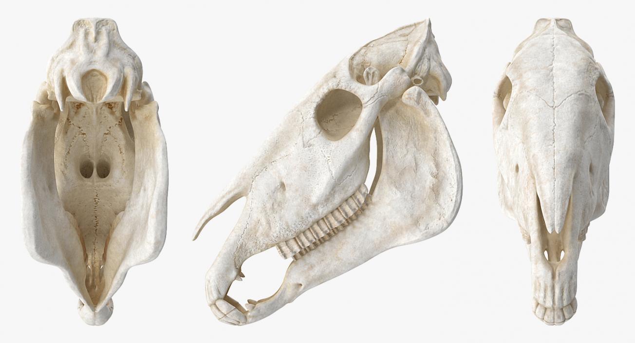 3D Horse Skull