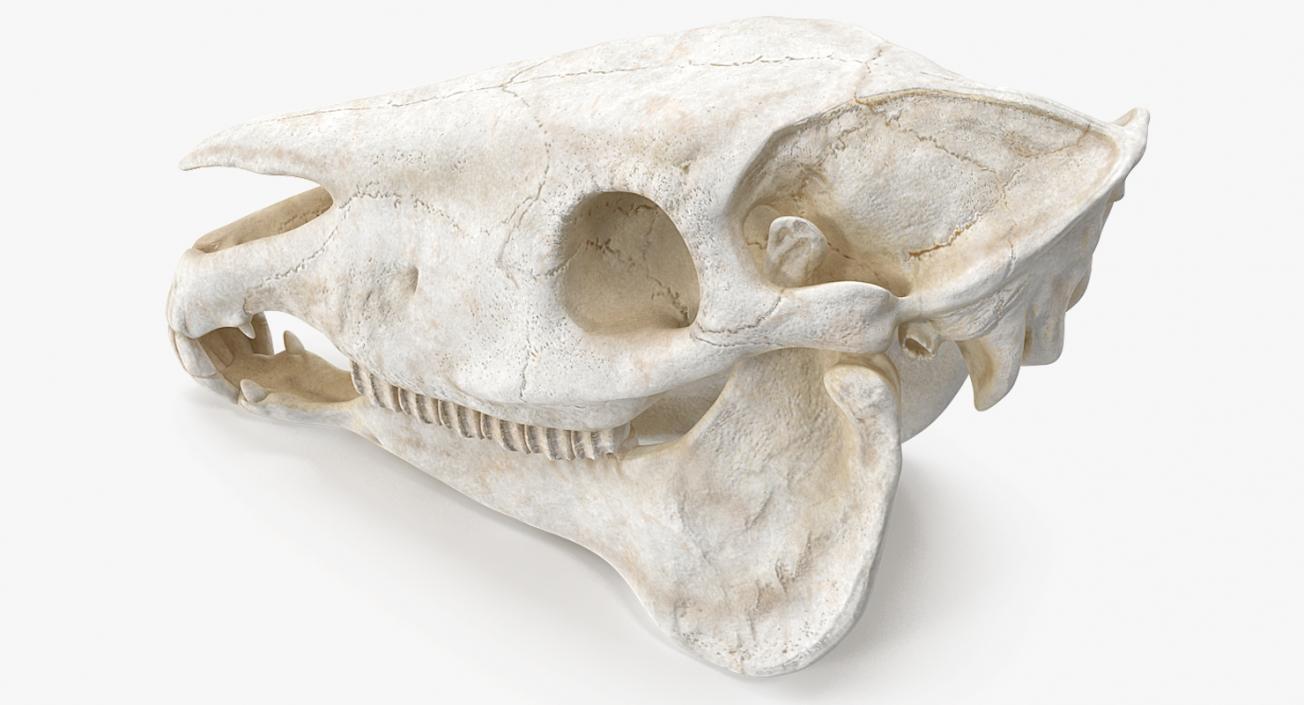 3D Horse Skull