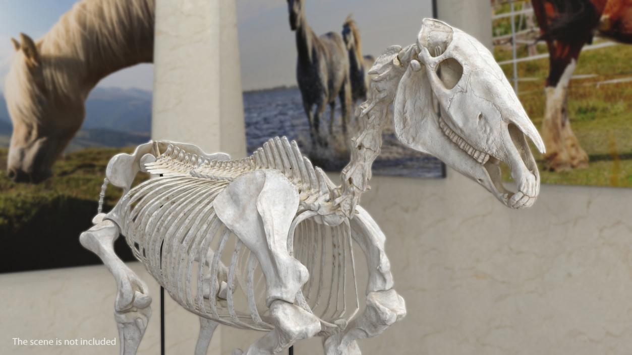 3D Horse Skull