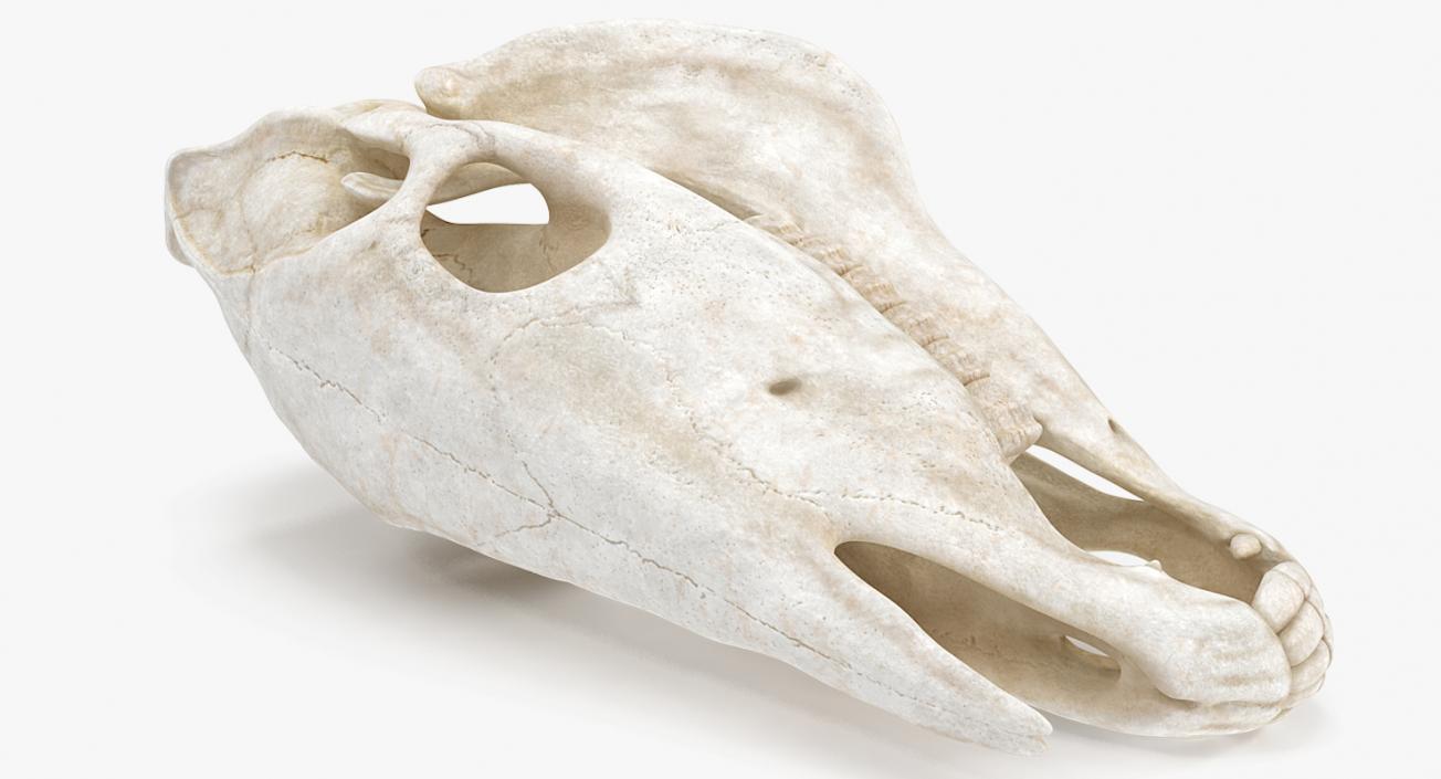 3D Horse Skull