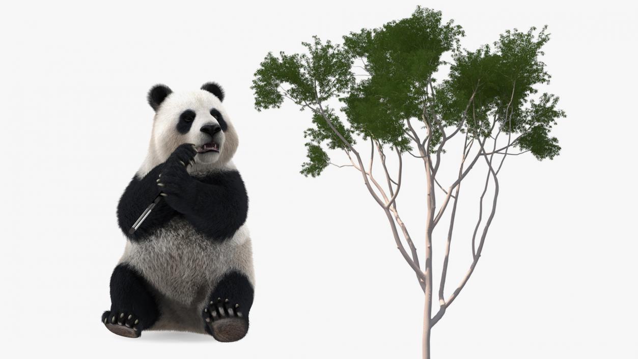 3D Giant Panda with Eucalyptus Tree Collection model