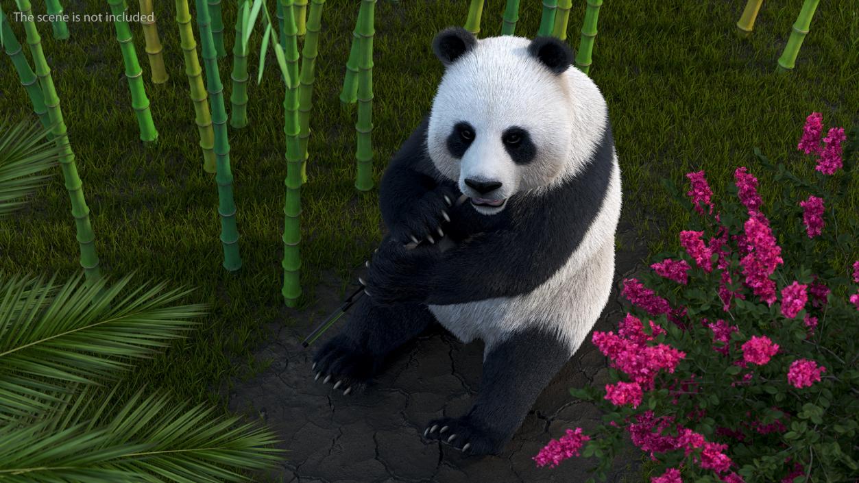 3D Giant Panda with Eucalyptus Tree Collection model