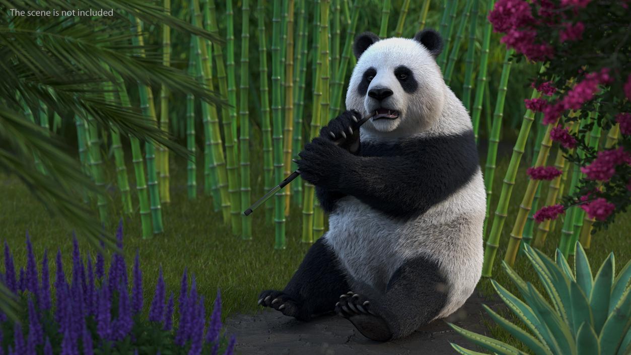 3D Giant Panda with Eucalyptus Tree Collection model