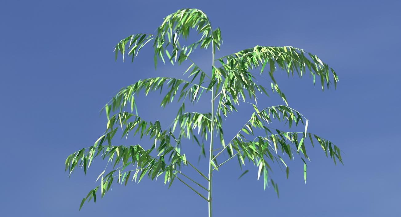 3D model Single Branch Bamboo Tree