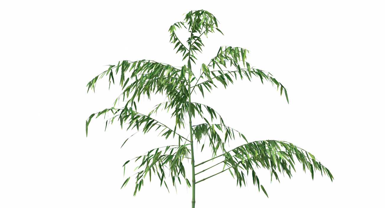 3D model Single Branch Bamboo Tree