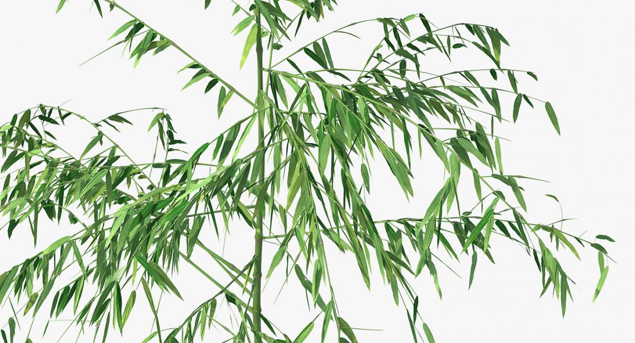 3D model Single Branch Bamboo Tree