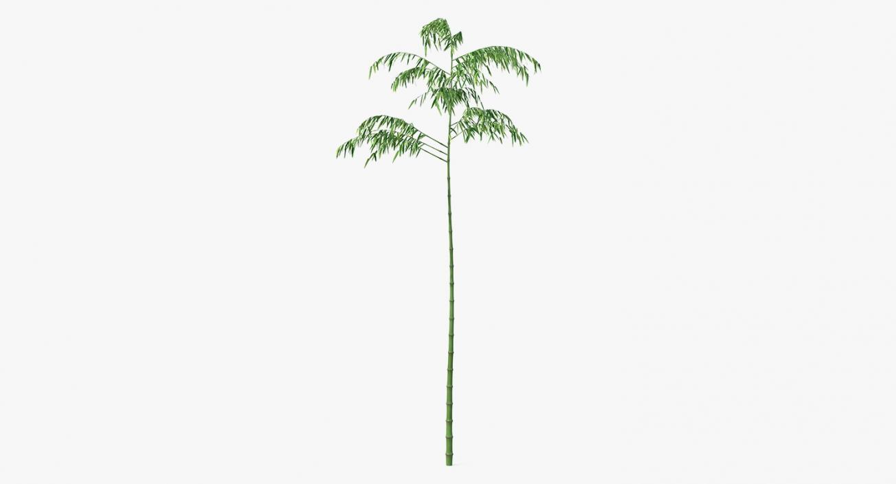 3D model Single Branch Bamboo Tree