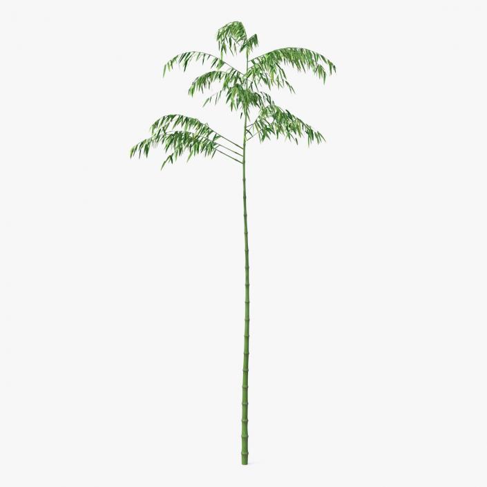 3D model Single Branch Bamboo Tree