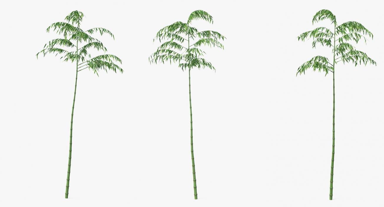 3D model Single Branch Bamboo Tree