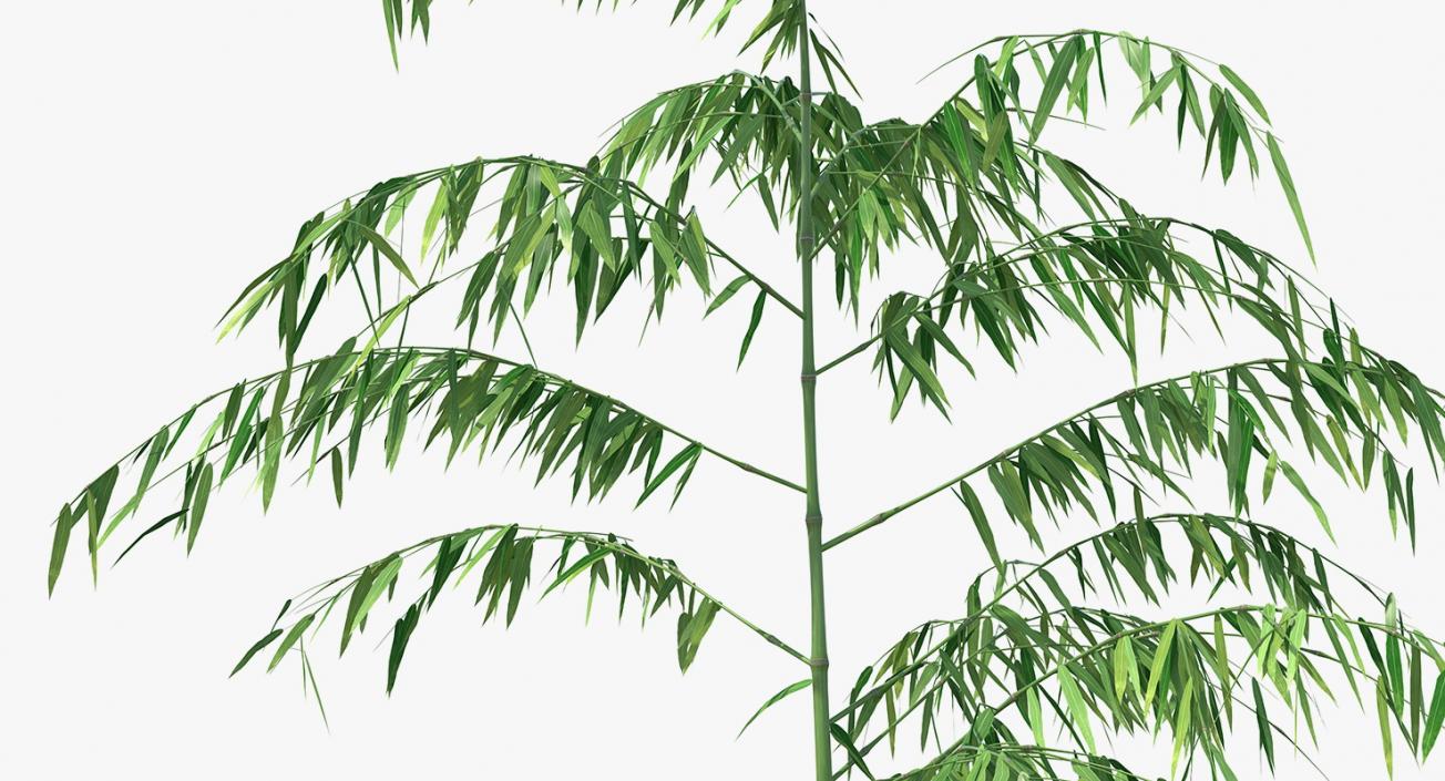 3D model Single Branch Bamboo Tree