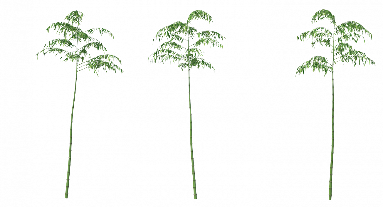 3D model Single Branch Bamboo Tree