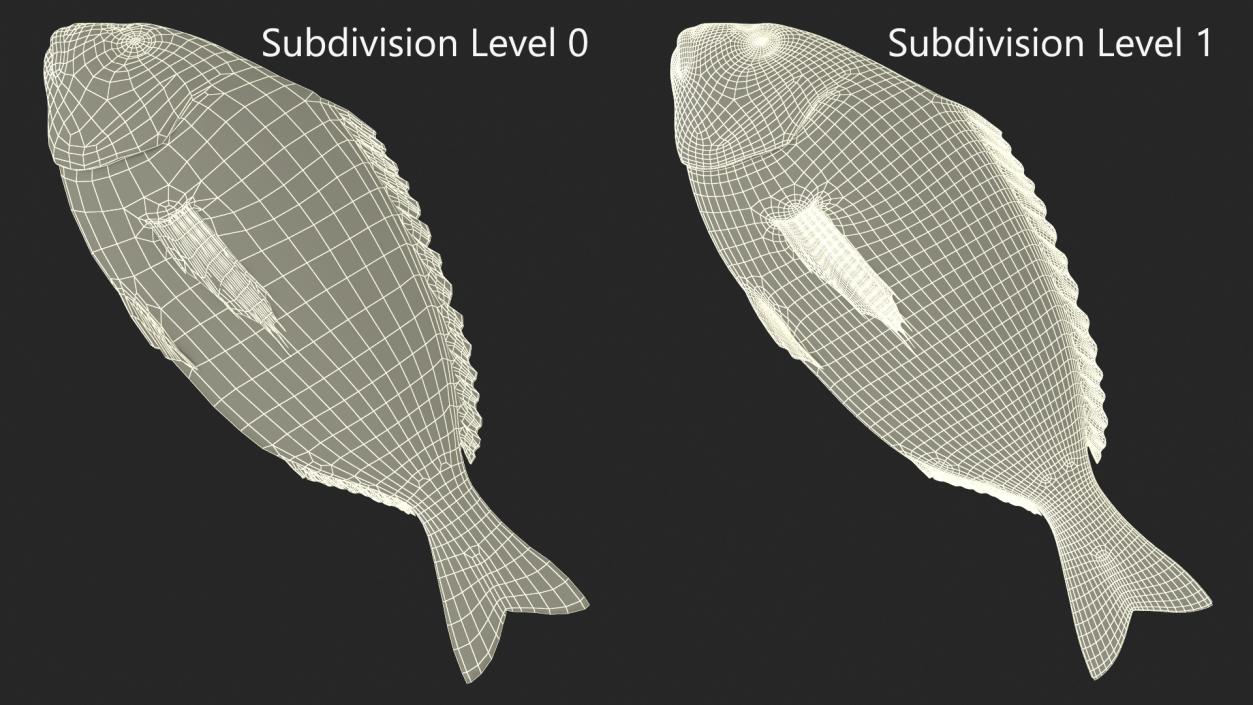 3D Caught Gilt Head Bream Fish Lying model