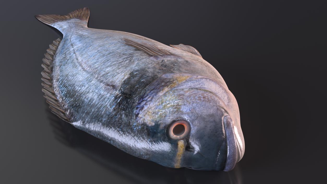 3D Caught Gilt Head Bream Fish Lying model